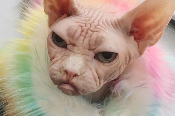 Loki Il Gatto Più Incazzato Di Instagram Gallery