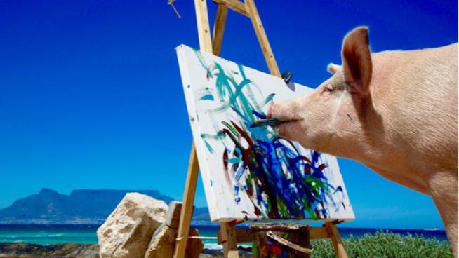 Apre la prima mostra del maiale-artista che dipinge come Picasso Pigcasso mentre dipinge su una tela