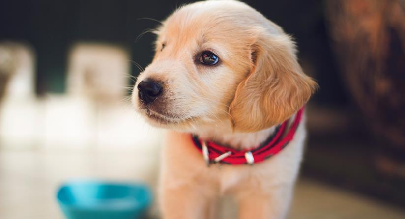 Fido e micio clonati? Un'azienda USA offre il servizio a un costo da 35 a 50mila dollari Un adorabile cucciolo di cane