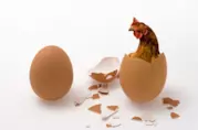 La risposta dei fisici quantistici al paradosso dell'uovo e della gallina Un uovo a sinistra, una gallina che sbuca da un uovo a destra