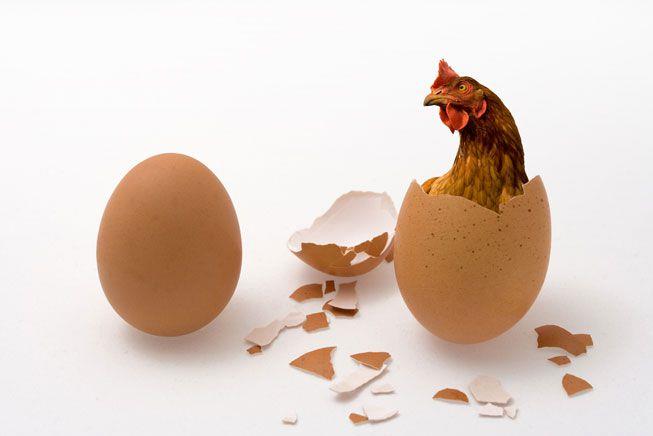 La risposta dei fisici quantistici al paradosso dell'uovo e della gallina Un uovo a sinistra, una gallina che sbuca da un uovo a destra