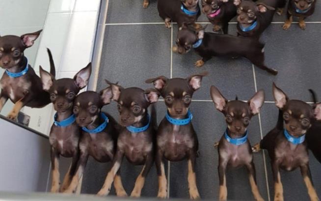 Milly è un chihuahua da record: è il più piccolo e il più clonato del mondo Milly e i suoi cloni