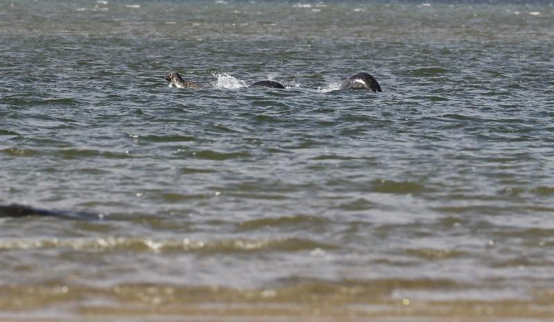 Alcune foche riprese da una prospettiva ingannevole Delle foche nel lago di Loch Ness