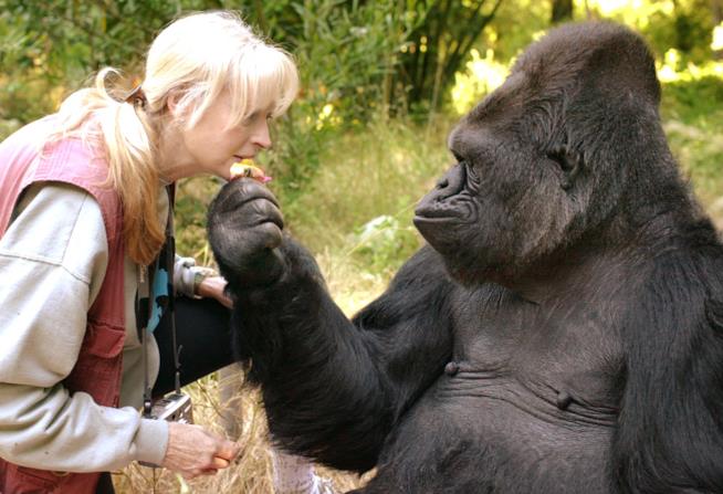 Koko in compagnia con la sua insegnante Koko e Penny Patterson