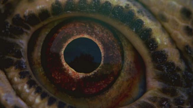 Voyage of Time è il nuovo film firmato Terrence Malick Immagine tratta dal film Voyage of Time