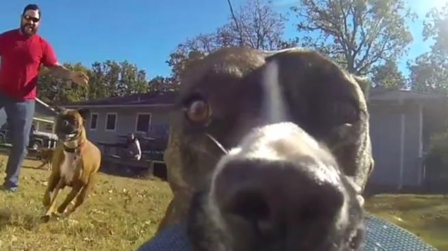 Bonnie ruba la GoPro e il suo padrone lo insegue L'inizio dell'inseguimento
