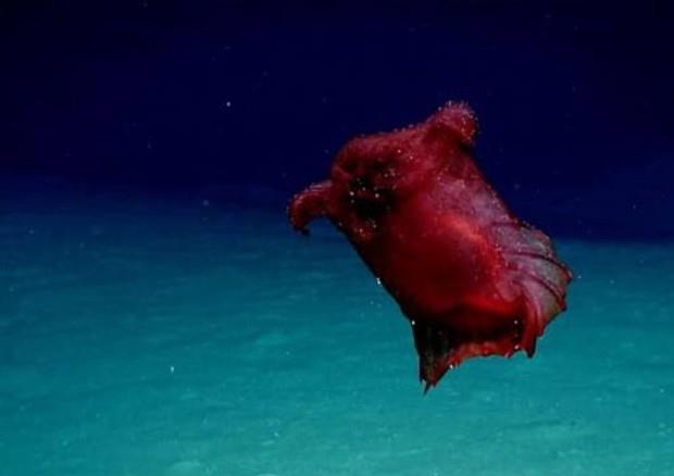 Il presunto mostro marino simile a un pollo senza testa avvistato in Australia Un'immagine del presunto mostro pollo senza testa