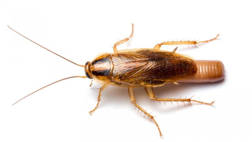 Blatte ormai quasi impossibili da abbattere, lo dice la scienza La foto di una blatta