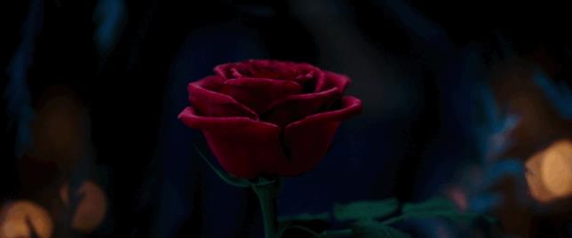 Emma Watson è Belle Emma Watson e la Rosa Incantata