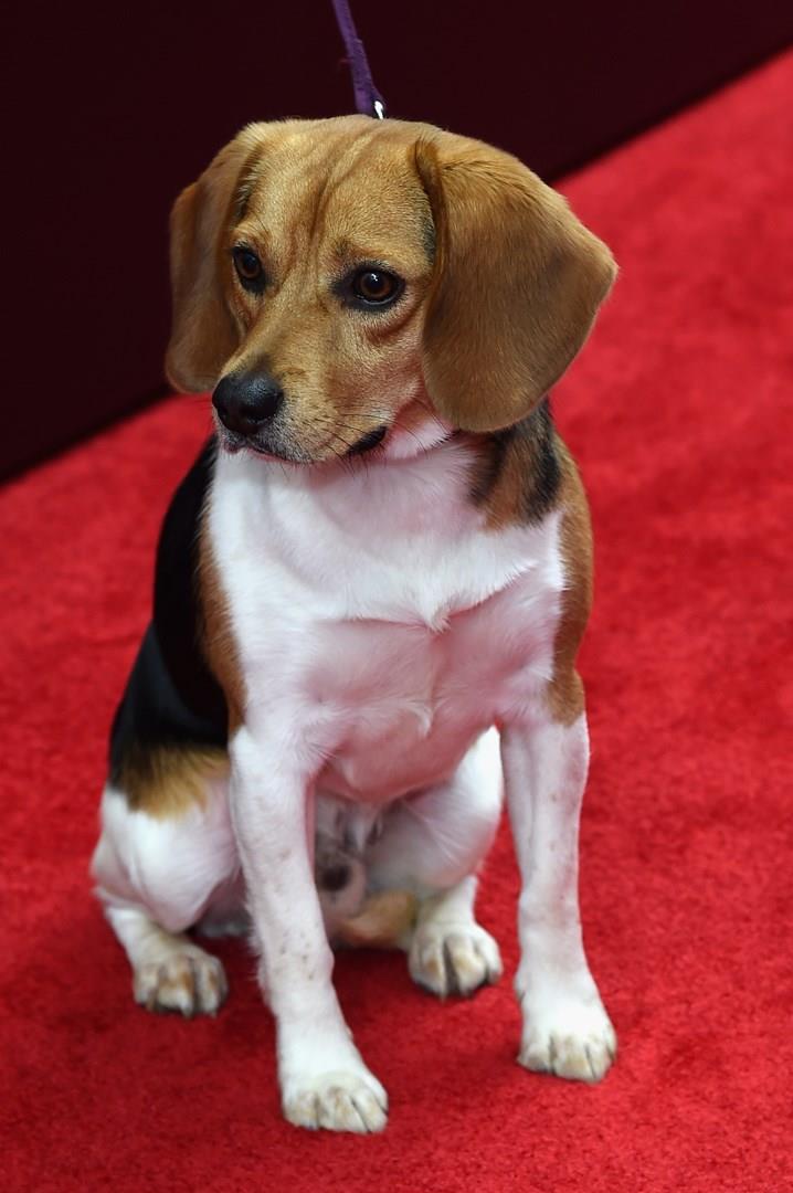 Andy, il cane che interpreta la cagnolina di John Wick Il beagle Andy