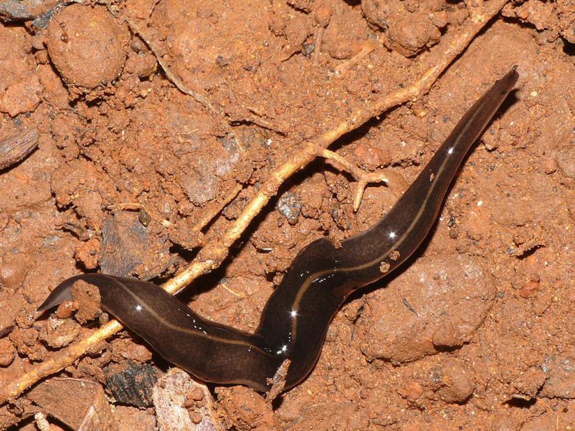 Verme che sembra uscito dal Sottosopra trovato in Texas Platydemus manokwari, un verme pericoloso anche per l'uomo