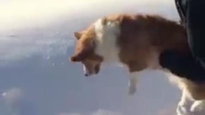 Questa illusione ottica ti farà credere che un Corgi è stato lanciato da un aereo Niente paura! Il quattro zampe è vivo e gioca con la neve