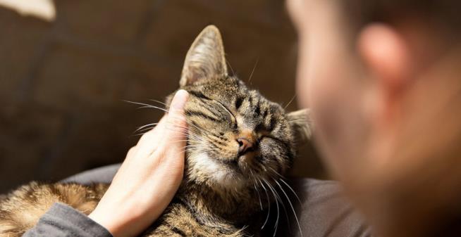 Clinica di Dublino cerca coccolatori di gatti Primo piano di un gatto che riceve coccole da un uomo
