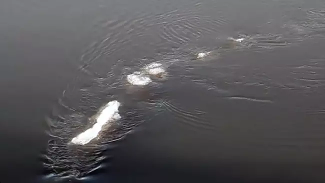Avvistato mostro marino in Alaska, un video ne è la prova. Dolcetto o scherzetto? Un nuovo mostro di Loch Ness è stato avvistato in Alaska: le prove in un inquietante video