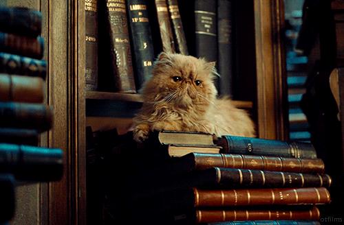 I 10 libri e fumetti da leggere a maggio 2018: ecco tutte le novità in uscita Un gatto seduo su una pila di libri