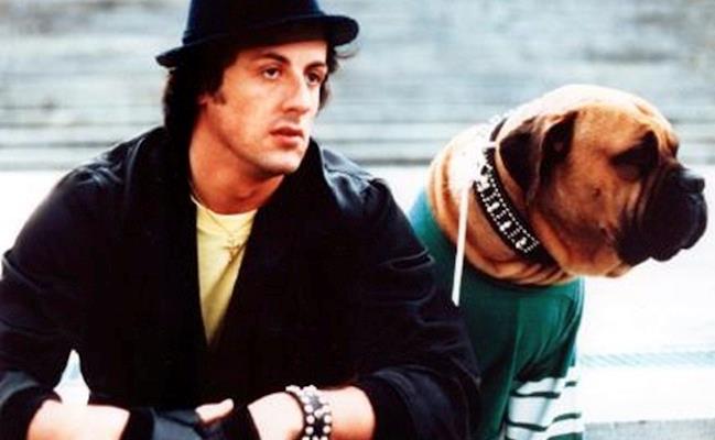 Sylvester Stallone e il cane Butkus su Instagram Butkus con Sylvester Stallone in Rocky