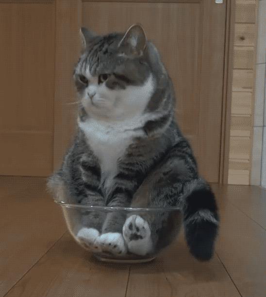 Serie Tv Gatto Di Certo Non Una Combo Ottimale Ecco Perché