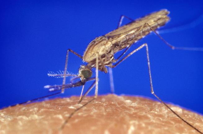 Scienziati italiani al lavoro su zanzare OGM allo scopo di sconfiggere la malaria Una zanzara del genere Anopheles