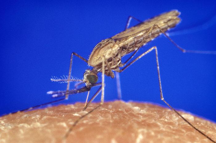 Scienziati italiani al lavoro su zanzare OGM allo scopo di sconfiggere la malaria Una zanzara del genere Anopheles