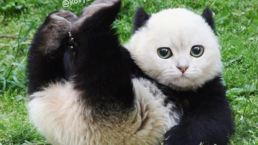 L'account che aggiunge facce di gattini a tutto Un gatto/panda