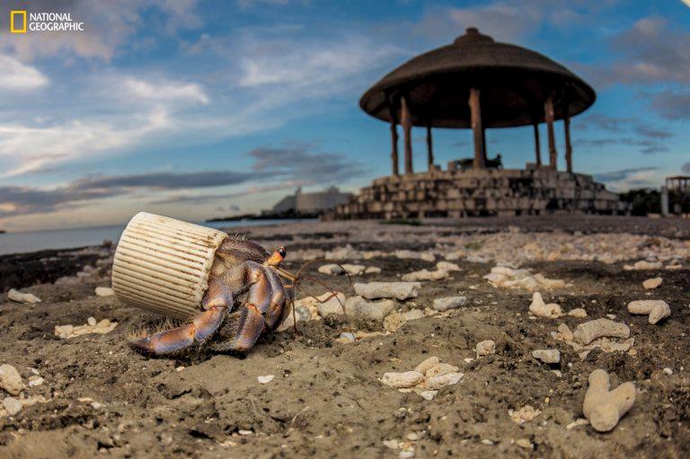 Granchio imprigionato in un tappo di plastica nello scatto di Shawn Miller Nella foto firmata da Shawn Miller un granchio è rimasto imprigionato in un tappo di plastica