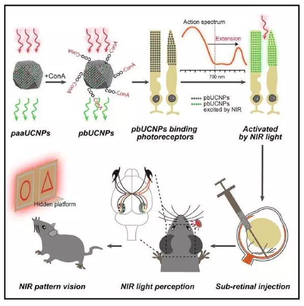 L'esperimento d'impianto delle nanoparticelle nei topi I passaggi nel dettaglio dell'esperimento d'impianto delle nanoparticelle nei topi