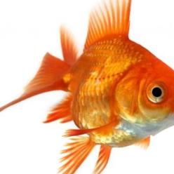 boris-il-pesce-248x248.jpg
