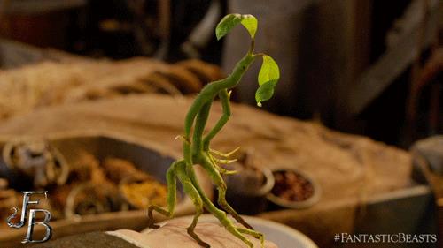 Nuove creature magiche Newt incontrerà nuove creature magiche