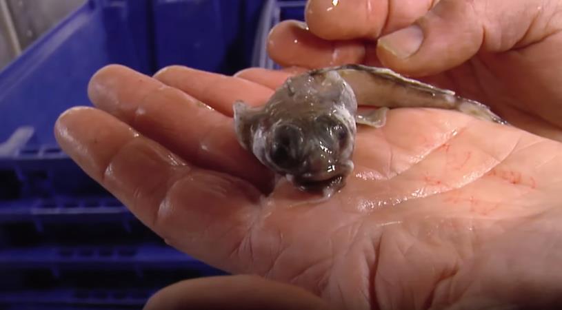 Nuova specie di liparidi rinvenuta in Antartide Il pesce lumaca nella mano del ricercatore