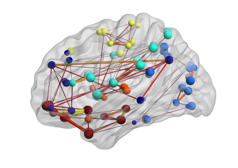 BrainNet, la rete che consente di collegare più cervelli umani Modularità del cervello umano