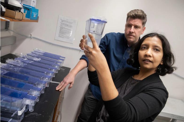 Andrew Gehrke e Mansi Srivastava Gli scienziati Andrew Gehrke e Mansi Srivastava al lavoro sul verme pantera