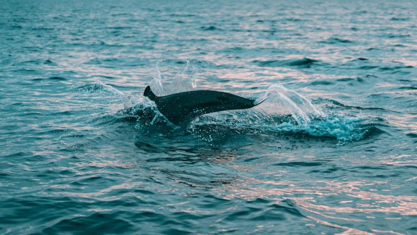 Coronavirus, la natura si riprende i suoi spazi in Italia Delfino in mare
