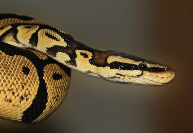 I serpenti viaggiano sugli aerei? Ebbene sì Un esemplare di pitone