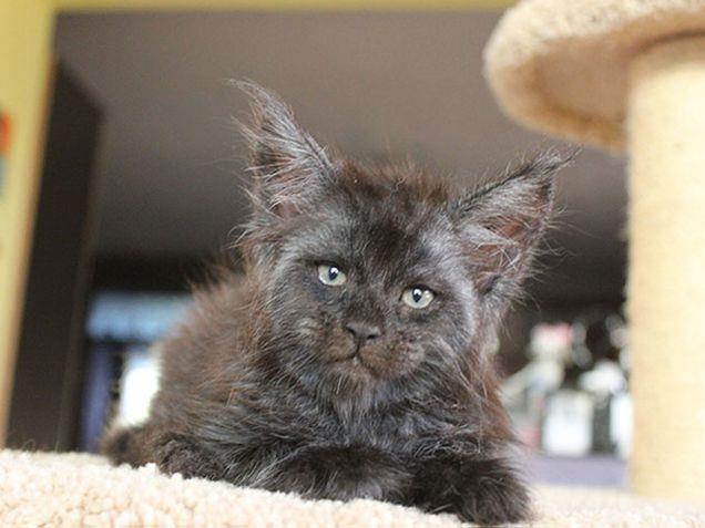 Il gatto con il volto umano che ha inquietato il web Valkyrie il gatto dallo sguardo umano
