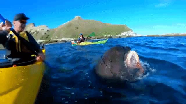 Attacco della foca con un colpo Foca brandisce un polpo e prende a schiaffi un uomo