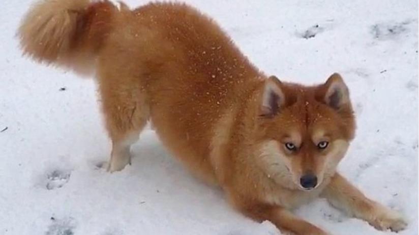 Mya, il cane volpe di razza Pomsky Una foto di Mya sulla neve