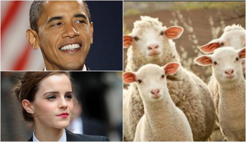 Le pecore riconoscono Emma Watson o Barack Obama Un collage tra le pecore, Obama ed Emma Watson