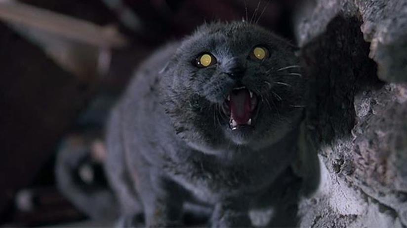 Cominciate le riprese di Pet Sematary Una scena di Cimitero Vivente del 1989