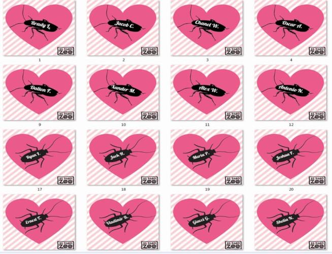 In Texas esorcizzano il giorno di San Valentino nominando gli scarafaggi con i nomi degli ex e dandoli in pasto ai suricati Alcuni dei numerosi scarafaggi con i nomi degli ex