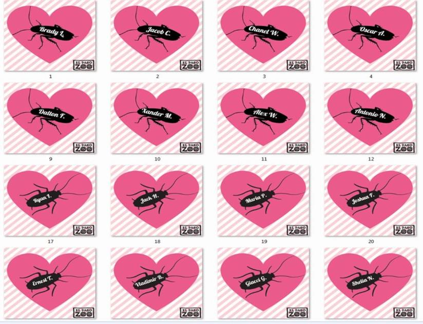In Texas esorcizzano il giorno di San Valentino nominando gli scarafaggi con i nomi degli ex e dandoli in pasto ai suricati Alcuni dei numerosi scarafaggi con i nomi degli ex