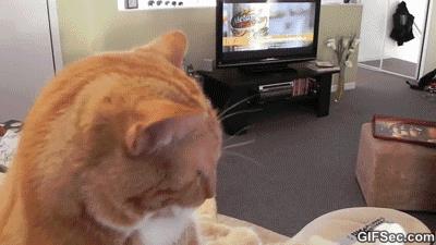 Gatto che guarda la tv Gif di un gatto che è seduto sul divano