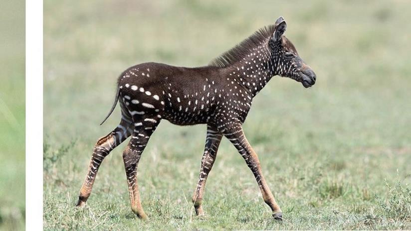 Piccola zebra a pois bianchi avvistata in Kenya conquista il web Tira, la zebra a pois