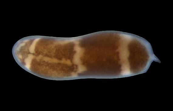 Harvard, scoperto il gene che fa da interruttore per la rigenerazione dei tessuti Uno scatto del "verme pantera" Hofstenia miamia