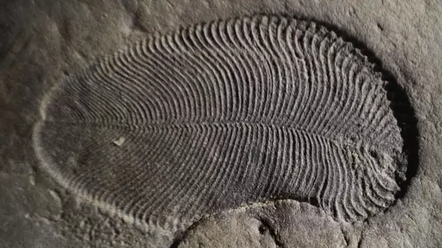 Dickinsonia, l'animale più antico mai scoperto risale a oltre 550 milioni di anni fa Un fossile di Dickinsonia