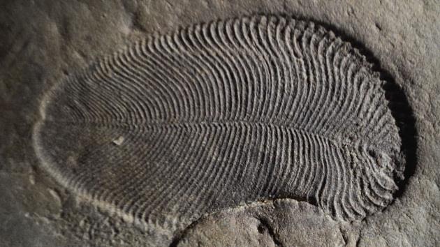 Dickinsonia, l'animale più antico mai scoperto risale a oltre 550 milioni di anni fa Un fossile di Dickinsonia