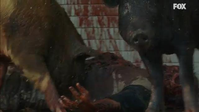 Cinghiali zombie? Cinghiali zombie in The Walking Dead 7