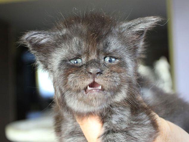 Valkyrie da cucciolo Il gatto Valkyrie