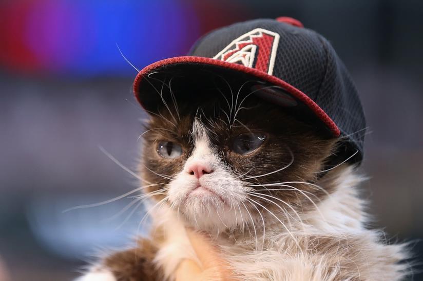 Grumpy Cat è morta Grumpy Cat in primo piano