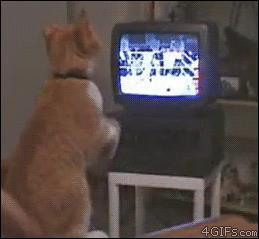 Gatto che fa il tifo davanti alla tv Gif di un gatto infervorato per la partita