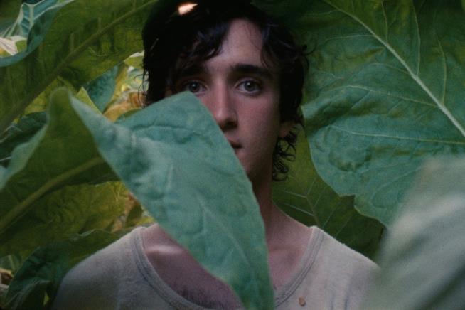 Lazzaro felice, la recensione del film di Alice Rohrwacher che ha incantato Cannes 2018 Il protagonista Lazzaro di Lazzaro Felice